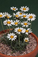 Leucanthemopsis species 'Coll Atlas mts srgc 4448/96'